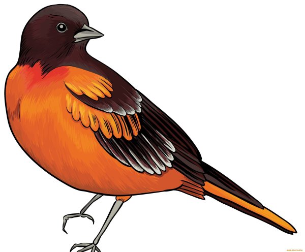 Сказочные птички