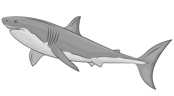 Акула рисунок
