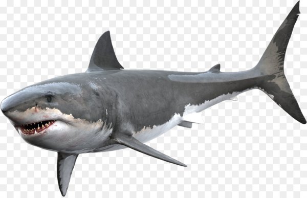 Акула рисунок