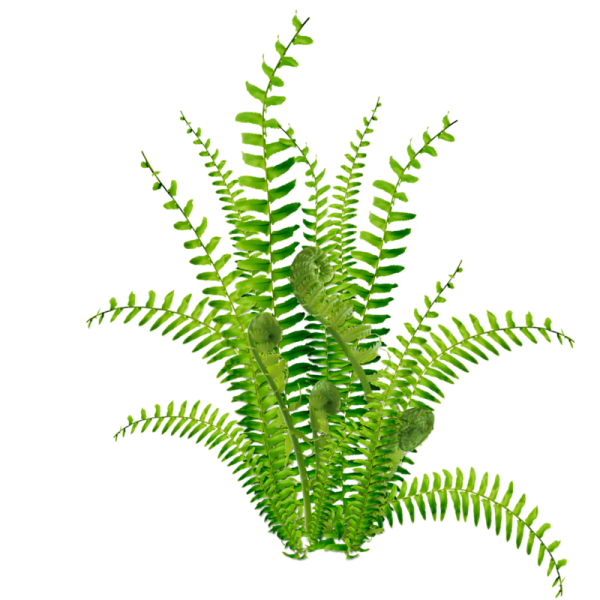 Папоротник куст