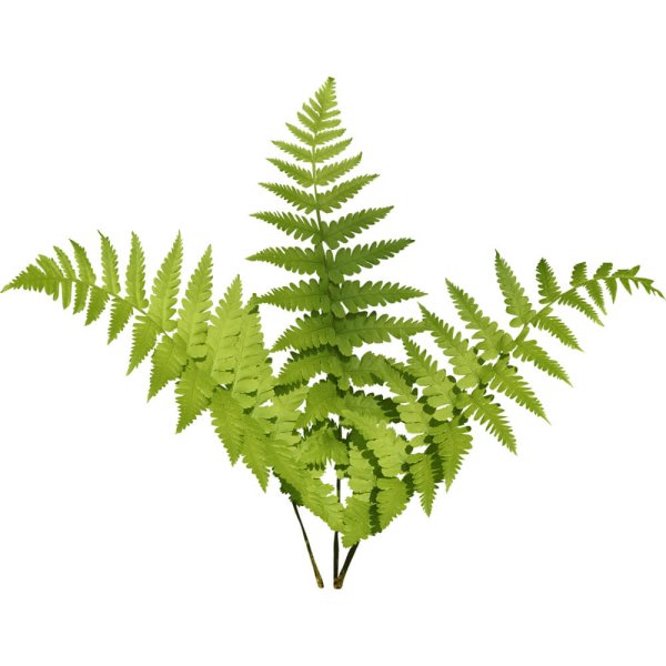 Папоротник транспарент