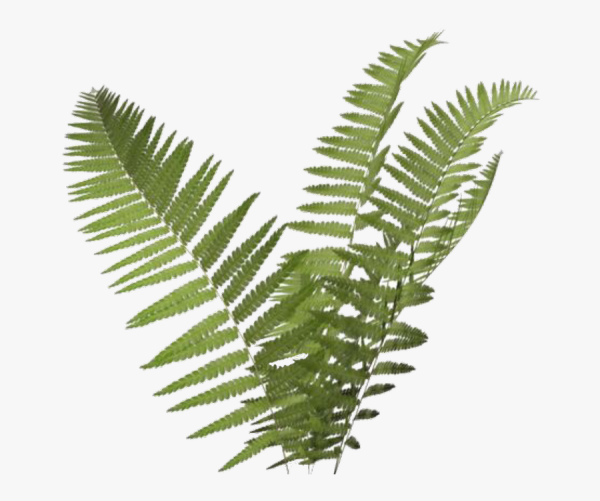 Лист папоротника