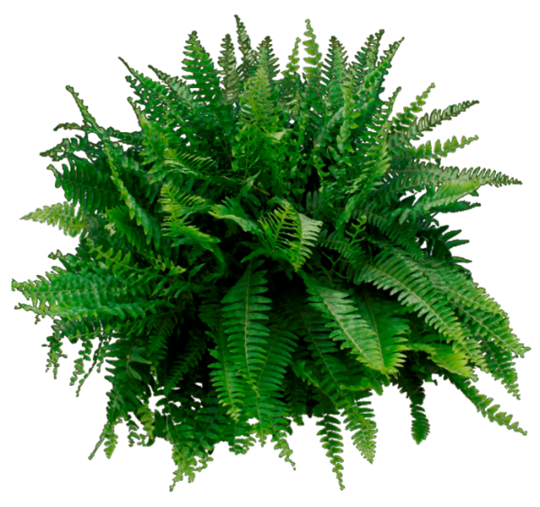 Папоротник куст