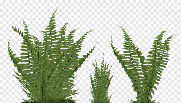 Папоротник куст