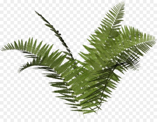 Кусты папоротника лист