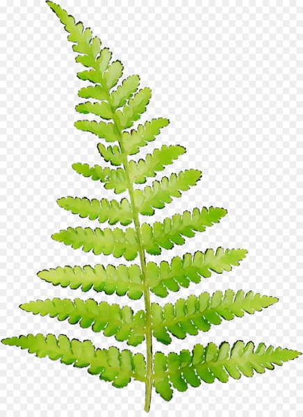 Лептоспорангиатные папоротники