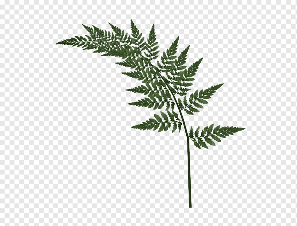 Папоротник на белом фоне