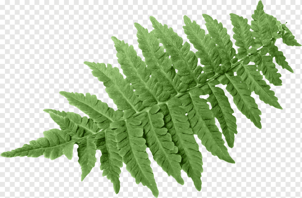 Лист папоротника