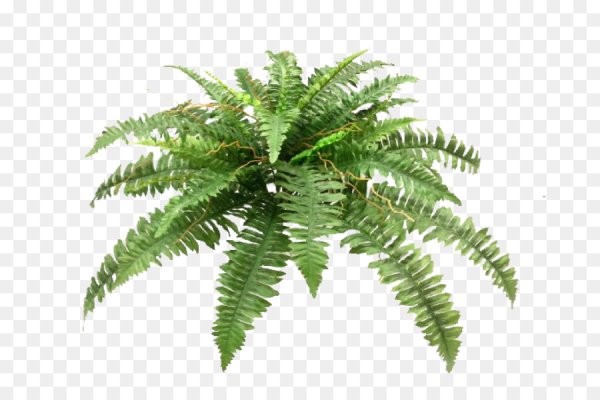 Лист папоротника для свадьбы