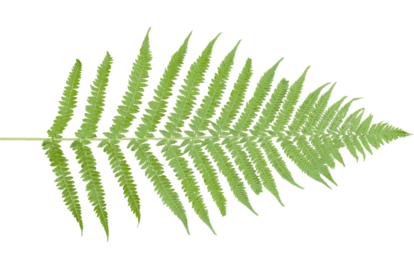 Лист папоротника