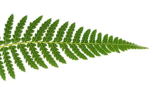 Лист папоротника