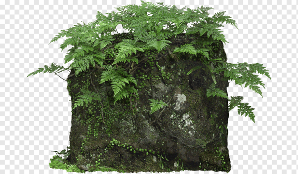 Папоротник куст