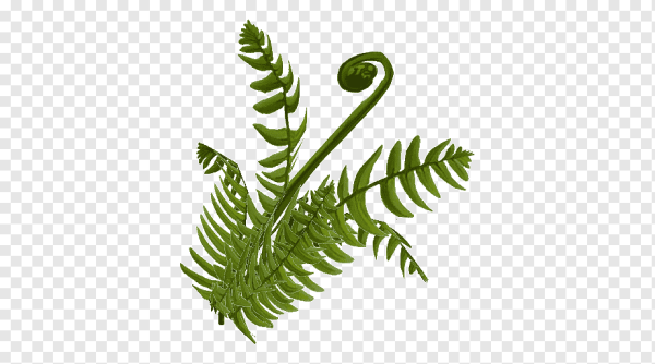 Папоротник орляк на белом фоне