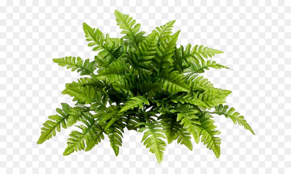 Папоротник ПСД