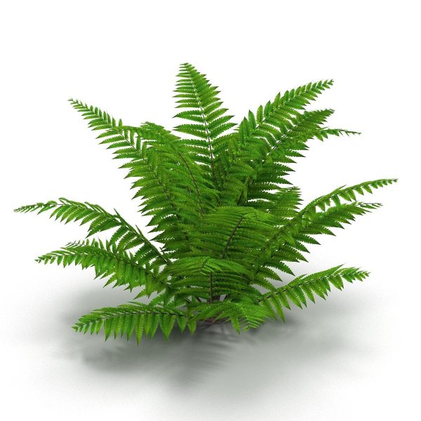 Папоротник Банч