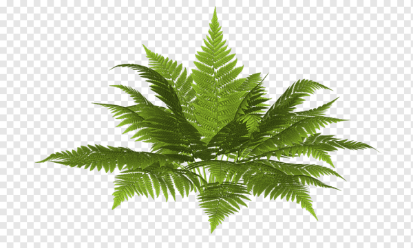 Куст Пальма папоротник