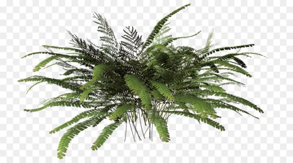 Папоротник для фотошопа