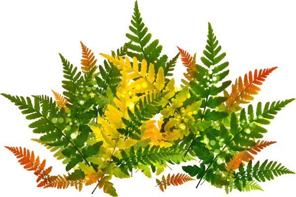 Папоротник на белом фоне