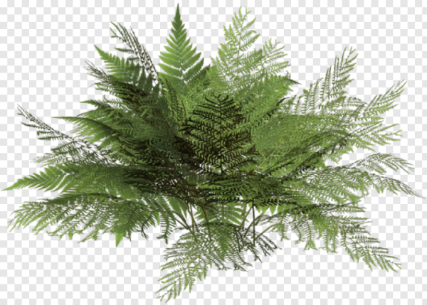 Папоротник на прозрачном фоне