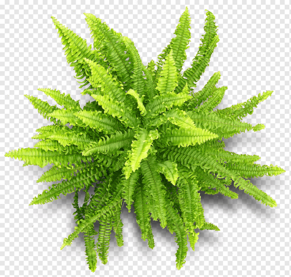 Растения вид сверху