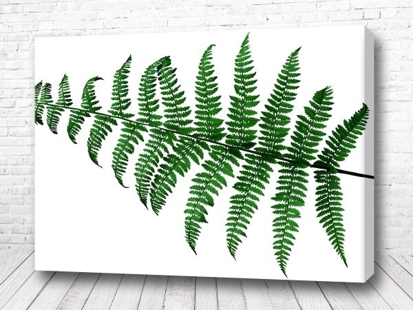 Папоротник Скандинавский стиль