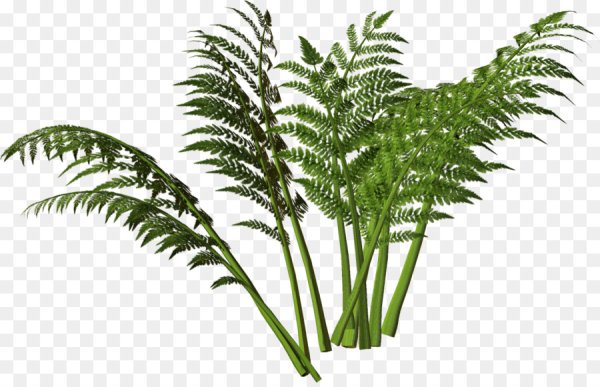 Лист папоротника на прозрачном фоне