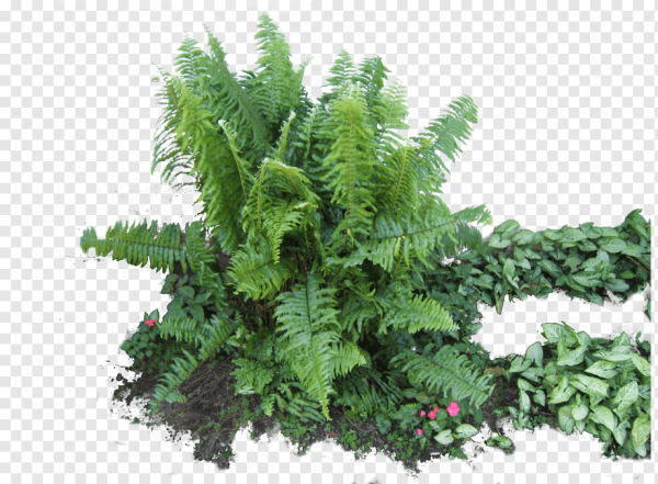 Папоротник Элкхорн