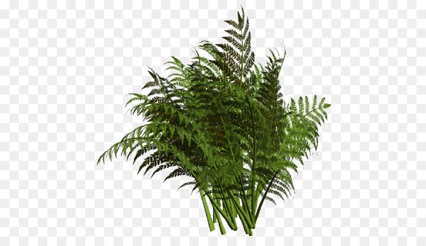 Папоротник на прозрачном фоне для фотошопа