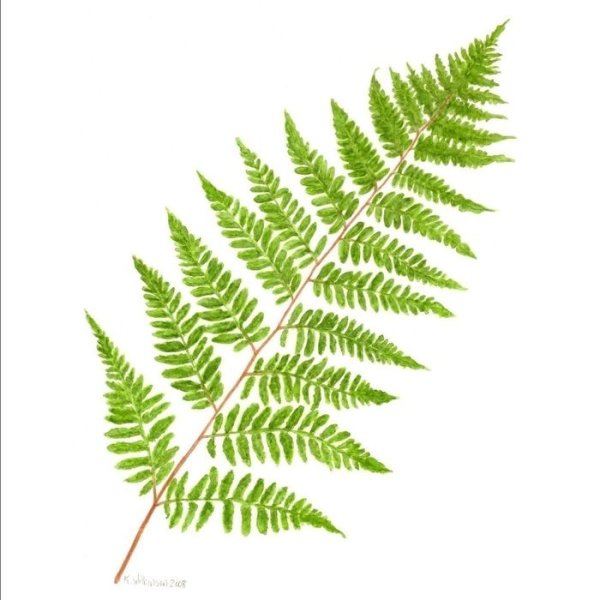 Лист папоротника на белом фоне