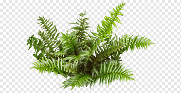 Куст папоротника на прозрачном фоне