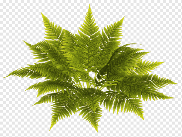 Куст папоротника на прозрачном фоне