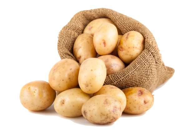 Сорт картофеля Розетта