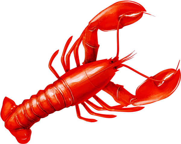 Омар - лобстер на белом фоне