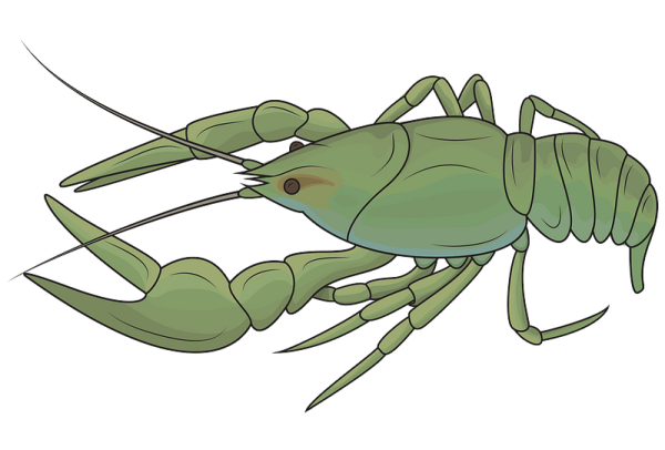 Картинки для детей рак, марки,