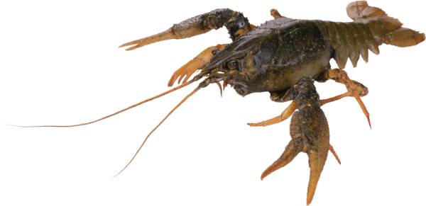 Ракообразные на прозрачном фоне