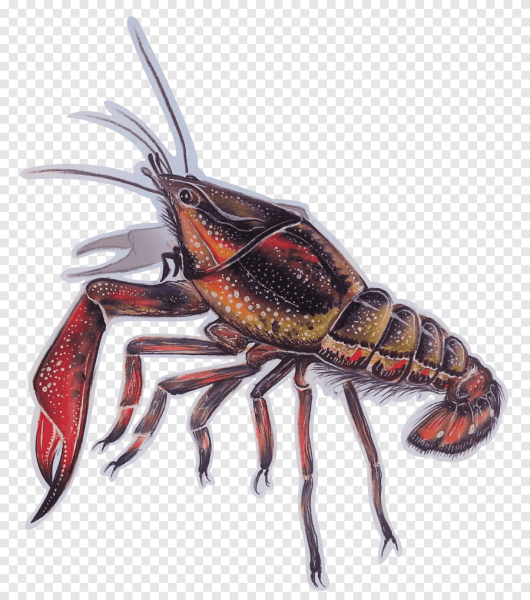 Омар краб лангуст биология