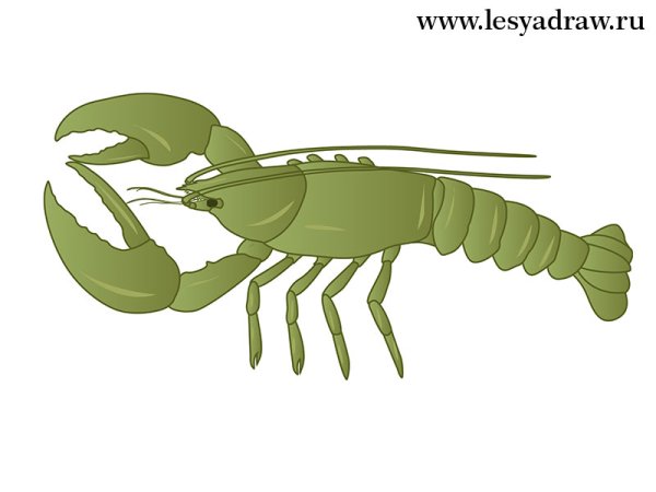 Ракообразные рисунок для детей