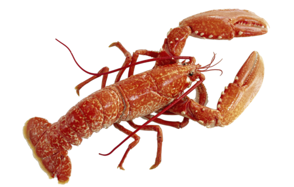 Homarus Gammarus - Омар.