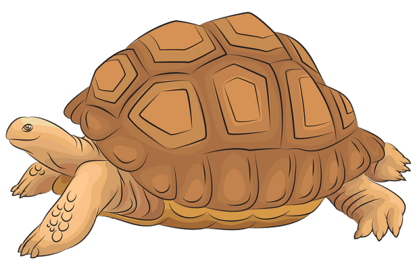 Панцирь черепахи рисунок