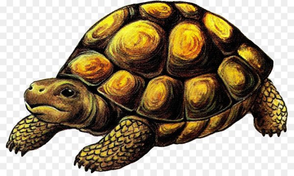 Черепаха для детей