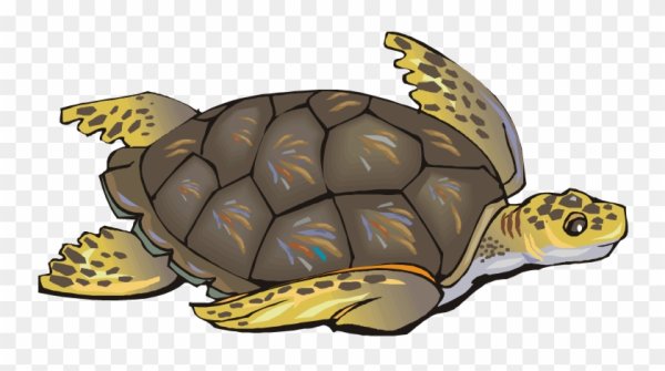 Черепаха мультяшная на белом фоне