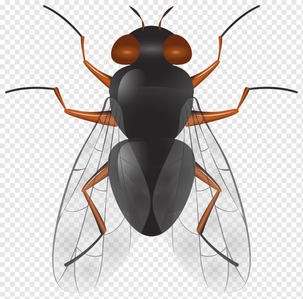 Прозрачная Муха