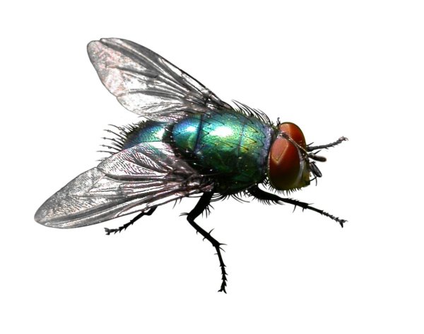 Муха для детей