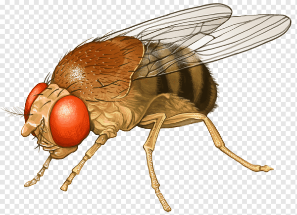 Муха вектор