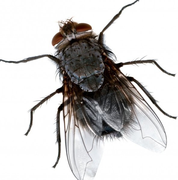 Муза на белом фоне