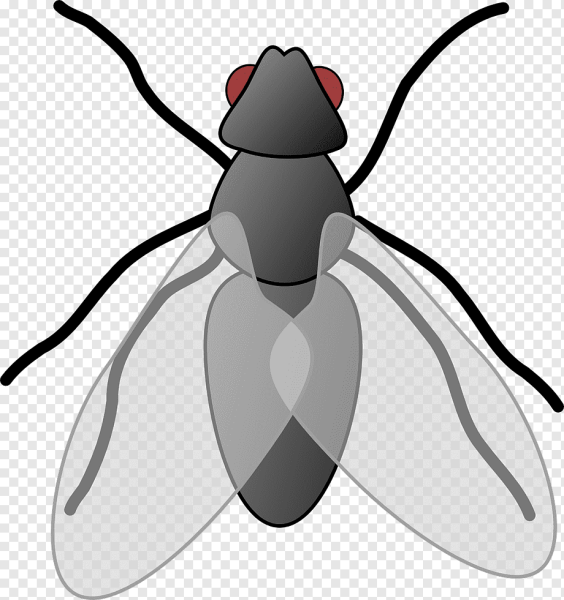 Муха мультик