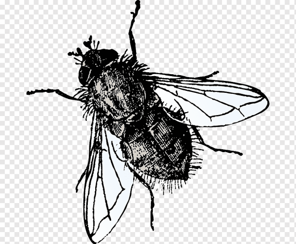 Муха черно белая