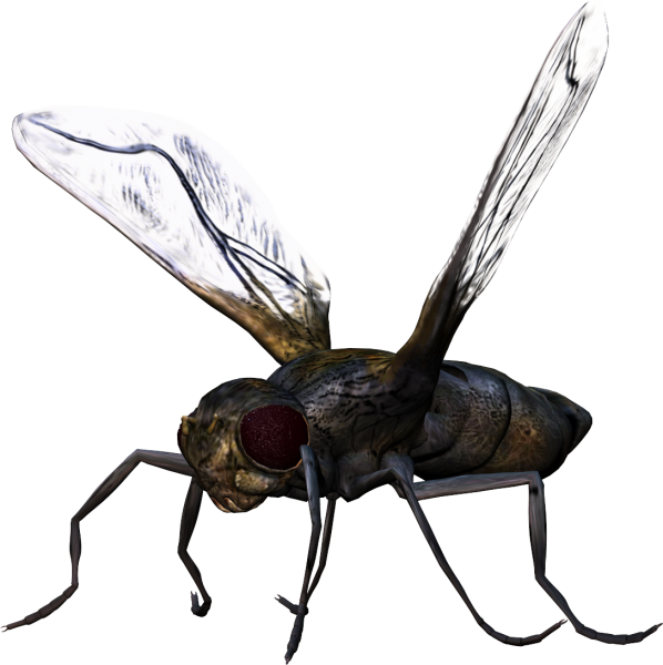 Насекомые на прозрачном фоне