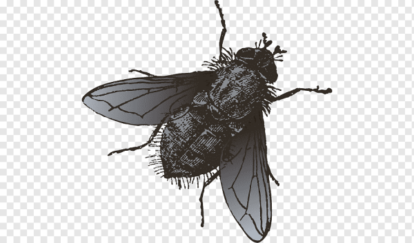 Муха черная на прозрачном фоне