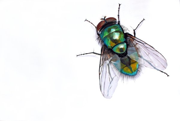 Муха на белом фоне